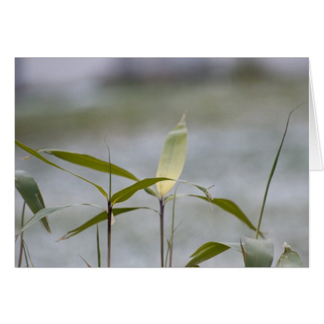 se acerca el invierno (Anverso (Horizontal))