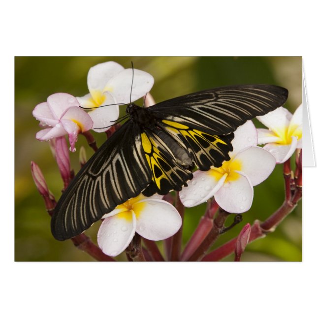 SE de Asia, Tailandia, Khon Kaen (Anverso (Horizontal))
