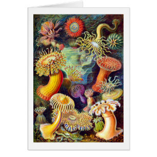 Sea Anemones Ernst Haeckel Bella Artes
