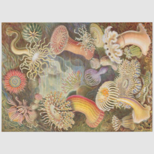 Sea Anemones Ernst Haeckel Papel del tejido de la
