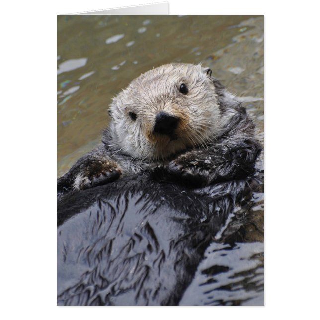 Sea Otter Frameable Art Card (Frente)