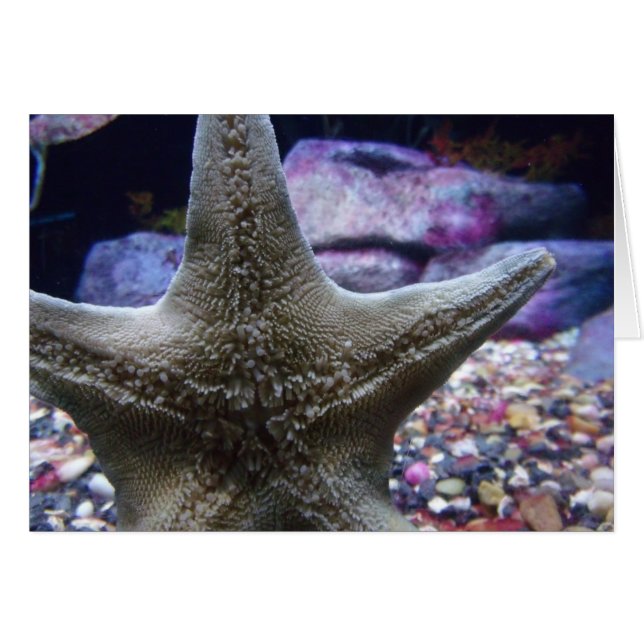Sea Star Notecard (Anverso (Horizontal))