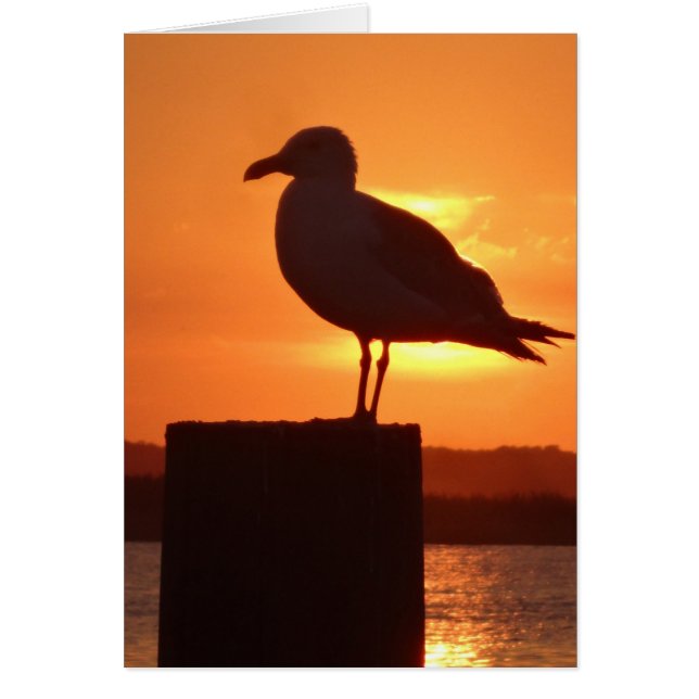 Seagull Sunset (Frente)