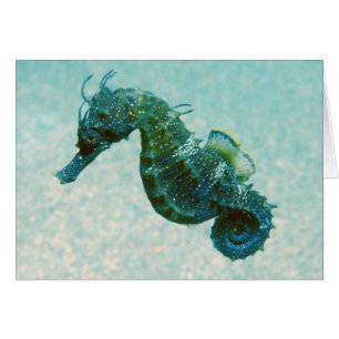Seahorse Cortocircuito-Metido el hocico el  