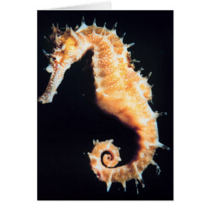Seahorse - sp. del hipocampo