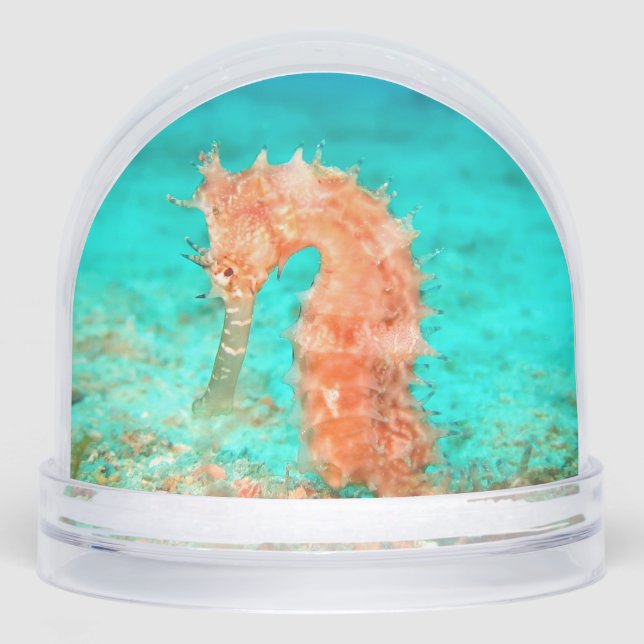 Seahorse tropical carribean turquoise orange  (Anverso)