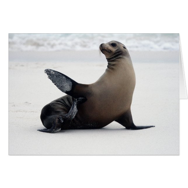 Sealion (Anverso (Horizontal))