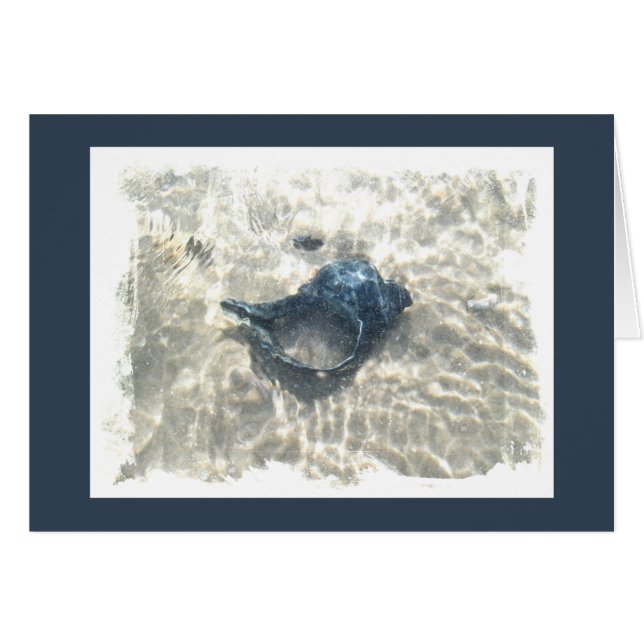 Seashell negro (Anverso (Horizontal))