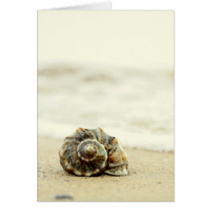 Seashell solamente en la playa