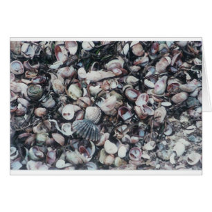 Seashells