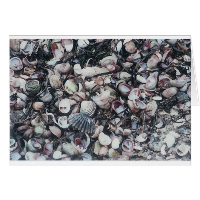 Seashells (Anverso (Horizontal))