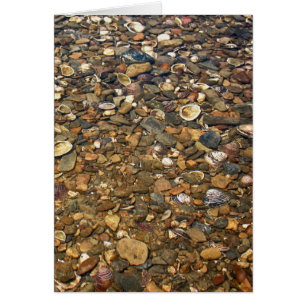 Seashells en cala clara