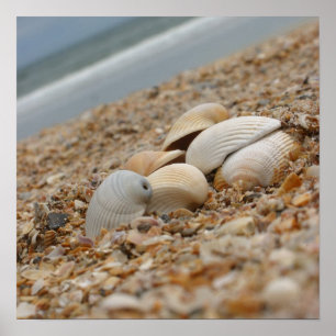Seashells en la impresión de la fotografía de la