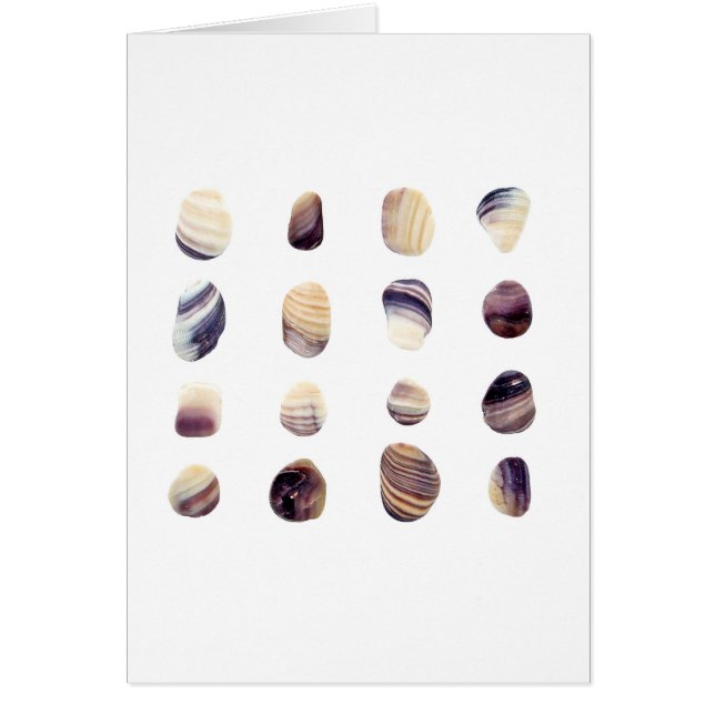 Seashells resistidos (Frente)