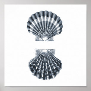 Seashells Sealife Group12A impresión#4 decoración