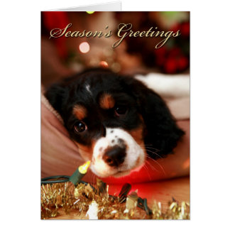 seasons greetins springer spaniel