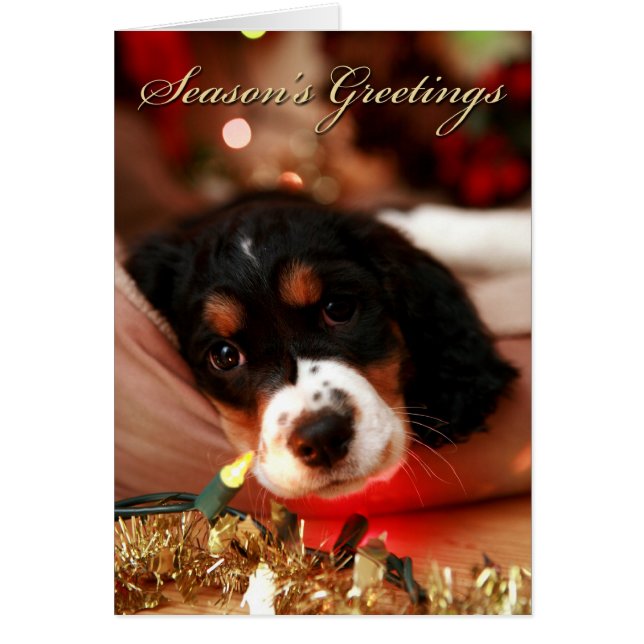 seasons greetins springer spaniel (Frente)