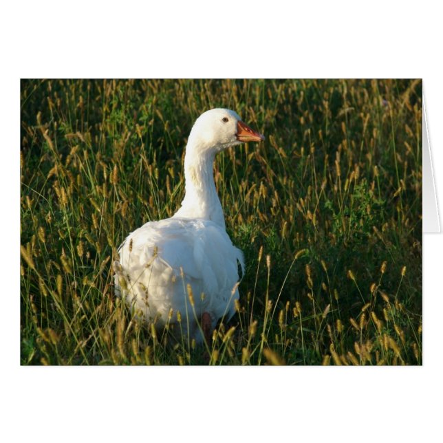 Sebastopol Goose (Anverso (Horizontal))