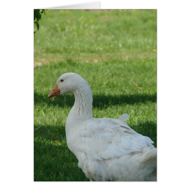 Sebastopol Goose (Frente)