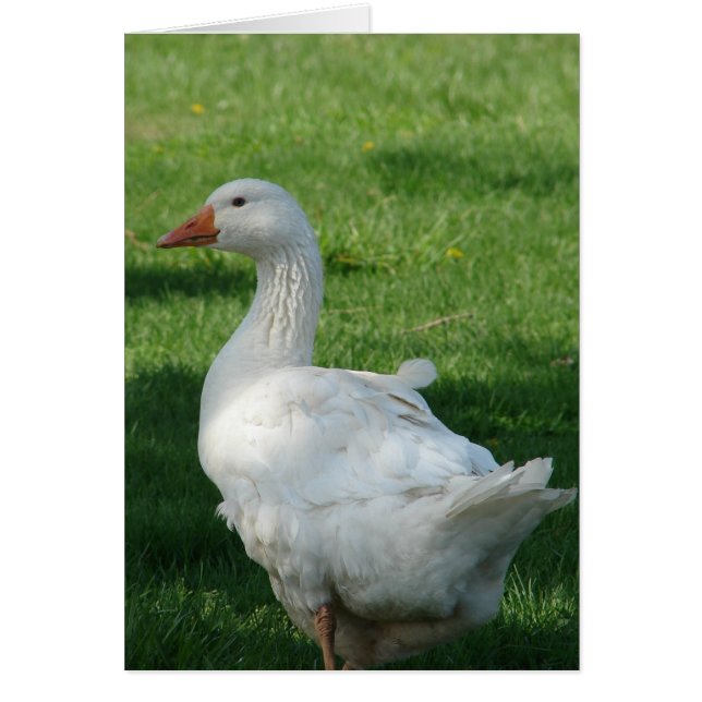 Sebbie Goose (Frente)