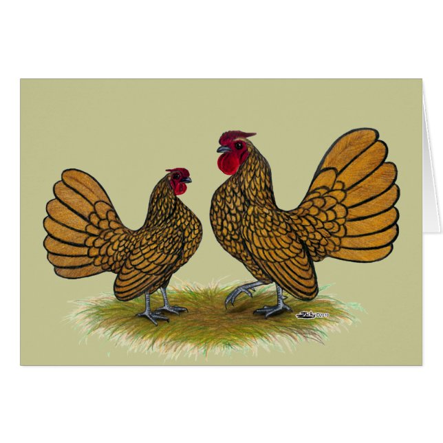 Sebright Bantams: Golden (Anverso (Horizontal))