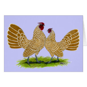 Sebrights Buff Laces