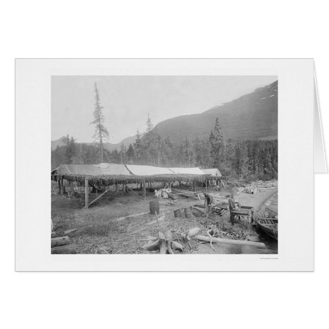 Secando Salmón En Alaska En 1915 (Anverso (Horizontal))