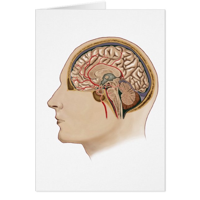 Sección Cruzada Del Cerebro Con Arterias (Frente)