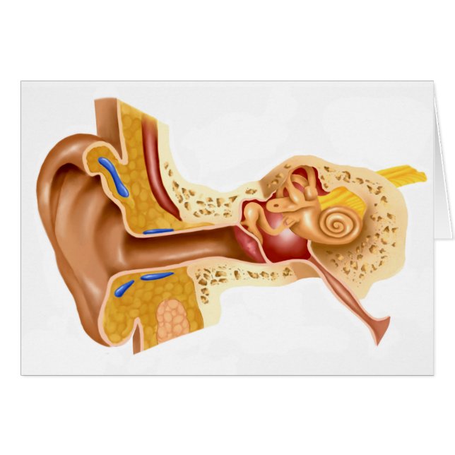 Sección Cruzada Del Oído Humano (Anverso (Horizontal))