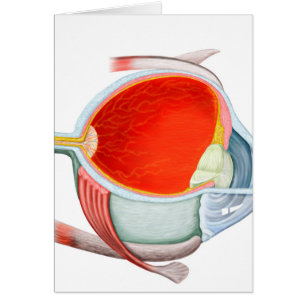 Sección Cruzada Del Ojo Humano