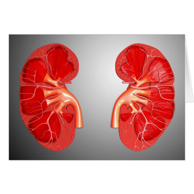 Sección Cruzada Del Riñón Humano (Anverso (Horizontal))