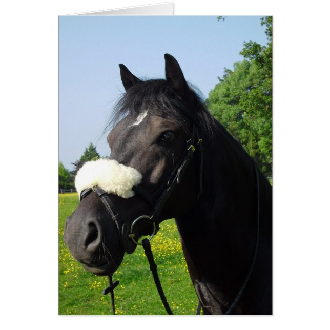 Sección D de galés (Frente)