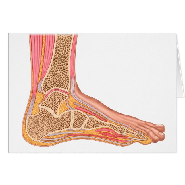 Sección Longitudinal Del Pie Humano (Anverso (Horizontal))