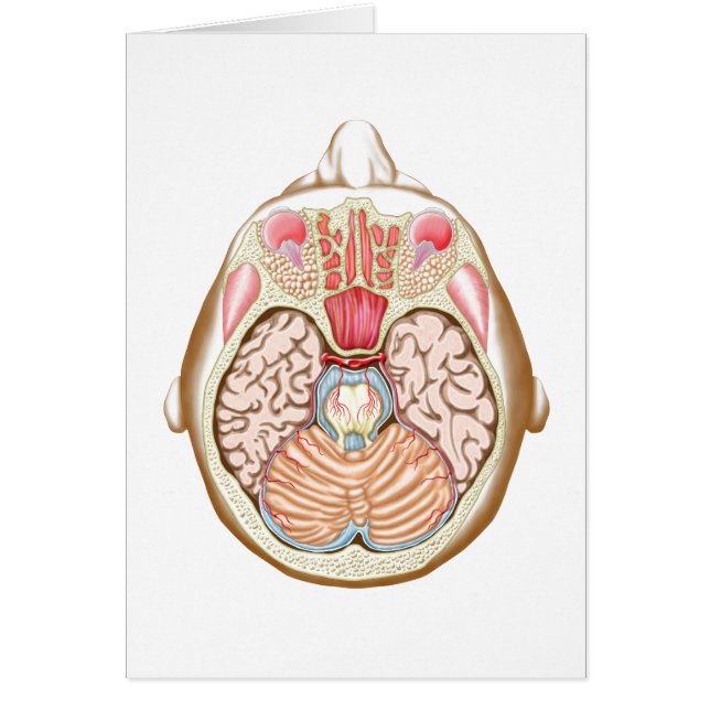 Sección Transversa Del Interencefalario (Frente)