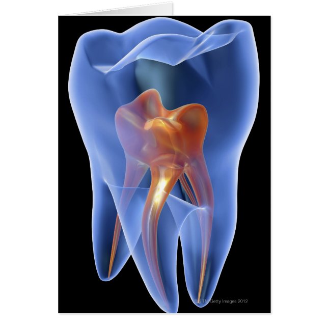 Sección transversal transparente y dental de un mo (Frente)