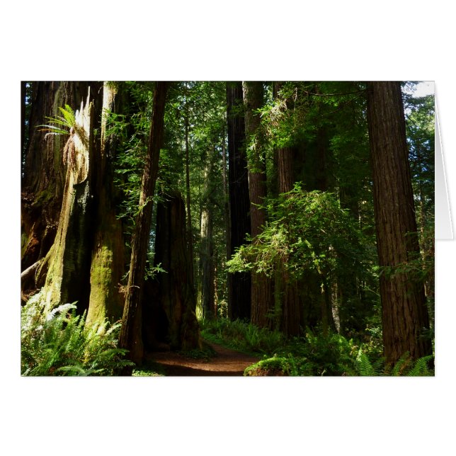 Secuoyas y ferris en el Parque Nacional Redwood (Anverso (Horizontal))