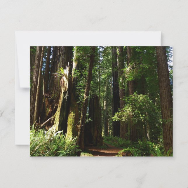 Secuoyas y ferris en el Parque Nacional Redwood (Anverso)