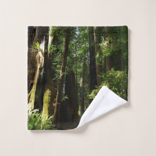 Secuoyas y helechos en el Parque Nacional Redwood