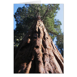 Secuoyia gigante, Parque Nacional Sequoia