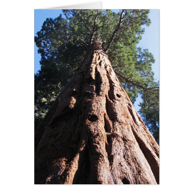 Secuoyia gigante, Parque Nacional Sequoia (Frente)
