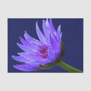 Seda Ajuste de regalo de papel tisular de Blue Purple W
