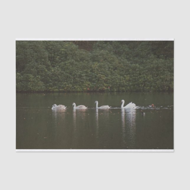 Seda Bonito papel de tejido cisne (Anverso)