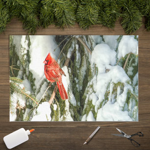 Seda Cardenal en árbol de pino de invierno Papel tisú d