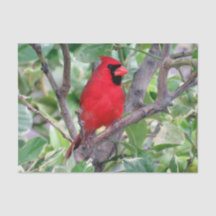 Cardenal en un árbol de limón - Papel de tejidos