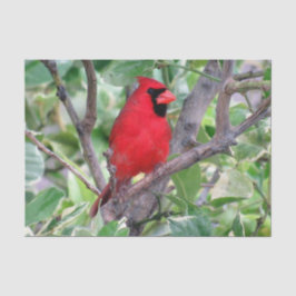 Seda Cardenal en un árbol de limón - Papel de tejidos