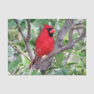 Seda Cardenal en un árbol de limón - Papel de tejidos