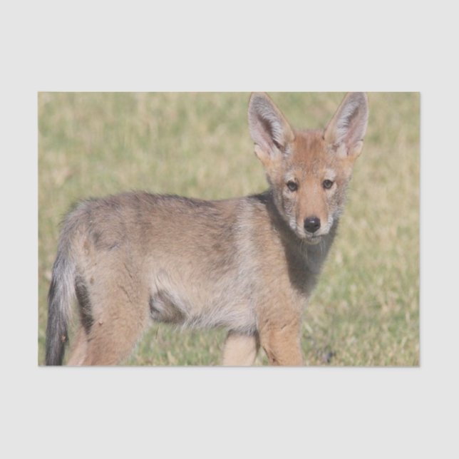 Seda Coyote De Papel Tejido (Anverso)