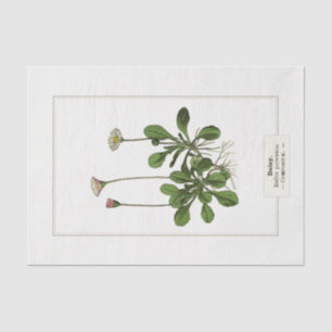 Seda Daisy Botanical Ilustracion 1885 Papel de tejidos