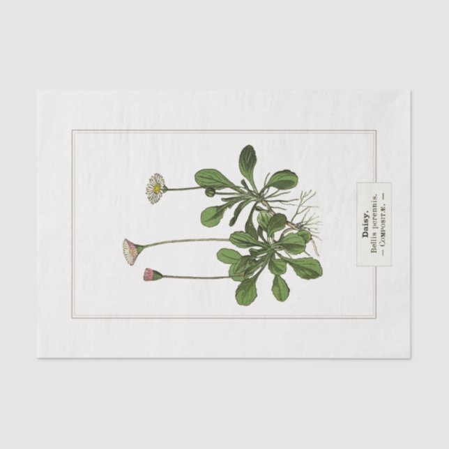 Seda Daisy Botanical Ilustracion 1885 Papel de tejidos (Anverso)