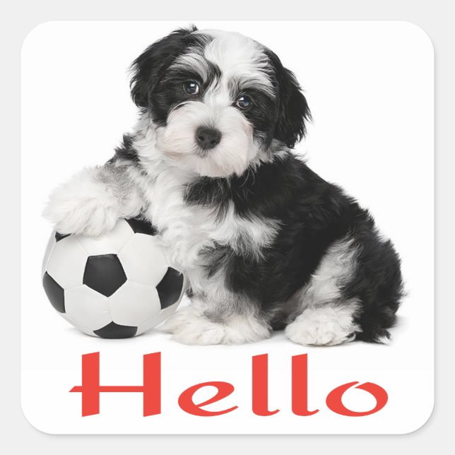 Seda de Pegatinas de Havanese Puppy Dog Hello (Anverso)